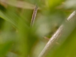 T/L track to Marsh Fritillary (Euphydryas aurinia) caterpillars, UK Stock Footage