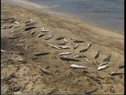 Environmental fears over oil spill in Lebanon News Clip