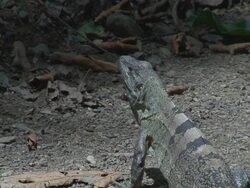 Black Ctenosaur Stock Footage
