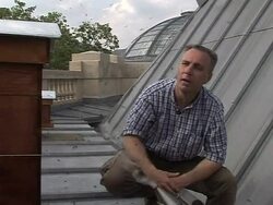 VOICED: City of Lights is nectar for the bees News Clip