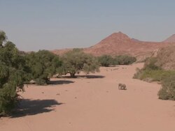 Desert Elephant (Loxodonta africana) in habitat, wide, Ugab River Basin, Namibia: desert-dwelling population of African Bush Elephant though not distinct subspecies Stock Footage