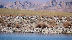 island of birds in tibet Stock Footage