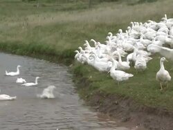 WS View of flock of geese / Serrig, Rhineland-Palatinate, Germany Stock Footage