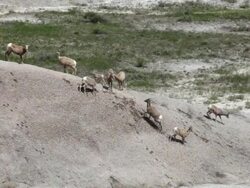 HD video Bighorn herd Badlands National Park South Dakota Stock Footage