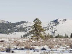 WS View of epic winter vista of snow covering high desert and Hills in deep back side and lone pine tree dominates frame / Bend, Oregon, United States  Stock Footage