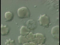 Exflagellation caused by Plasmodium berghei, the malarial parasite, in mouse blood cells, Stock Footage