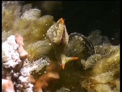MS Pair of Sea Slugs, Elysia Ornata Nudi, on algae, Kapalai, Sipadan, Borneo, Malaysia Stock Footage