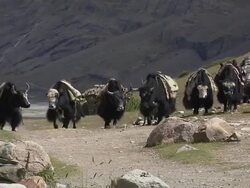 Mid Block Shot Yaks Walking Lhasa TIbet China Stock Footage