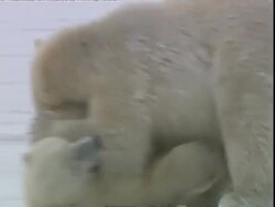 Polar bears (Ursus maritimus) playfighting, near Churchill, Manitoba, Canada Stock Footage