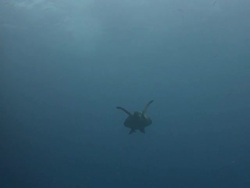 Turtle Stock Footage