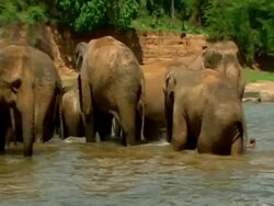 MS panning right, Large group of elephants wading in river, one staring to camera Stock Footage