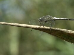 High Speed Dragonfly takes off and flies. Stock Footage