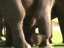 Elephant Gives Birth After 2 Year Pregnancy Stock Footage