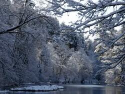 Winter in forest Stock Footage
