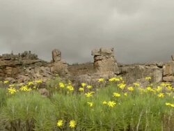 WS PAN View of Jagged rocky outcrop with yellow daisies / Namaqualand, Northern Cape, South Africa Stock Footage