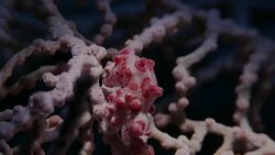 Pink Bargibant Pgymy Seahorse, Gorgonian Coral, undersea (4K) Stock Footage