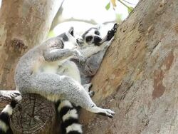 Two Lemurs Resting on Tree Stock Footage