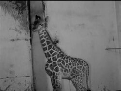 ANIMAL WORLD News Clip