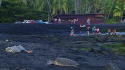 Resting Sea Turtles (Big Island) Stock Footage
