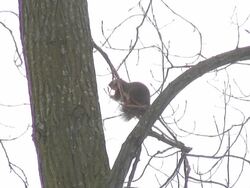Squirrel 3  1080i/60 Stock Footage