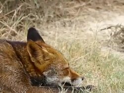 Red Fox Close Up Video Stock Footage