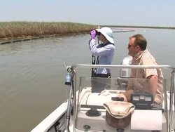 CLEAN: Racing to save the Gulf of MexicoÃƒÂ•s fragile ecosystem News Clip