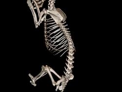 Dog Skeleton Stock Footage