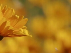 MS R/F Shot of Mass of orange Namaqualand daisie moving in the wind / Namaqualand, Northern Cape, South Africa Stock Footage