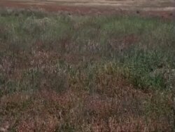360 degree pan of dry grasses in breeze, Namaqualand, South Africa Stock Footage