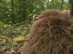 POV hand-held - A brown bear cub plays in the underbrush / Bloomington, USA Stock Footage
