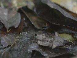 Deaf leaf mantis springs from camouflaged hiding place Stock Footage