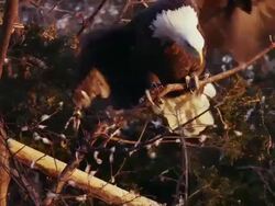 Close-up of American Bald Eagle sitting in a nest, turns head and looks around. Stock Footage