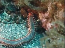 Mediterranean, polychaete worm foraging. Stock Footage