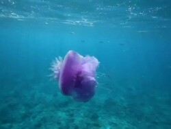 Jellyfish Stock Footage
