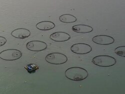 WS AERIAL ZI View of Cobs cook bay fish farming / Maine, United States Stock Footage