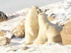 MS ZO Two polar bears play fighting in snow / Churchill, Manitoba, Canada  Stock Footage