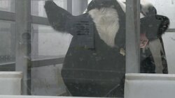 VOICED: Scientists in N.Zealand try to tackle cow News Clip