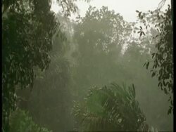 WA Rainforest in heavy wind and rain, South America Stock Footage