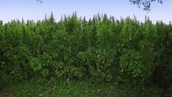 Marijuana, hemp field Stock Footage