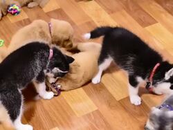 Puppy dog playing Stock Footage