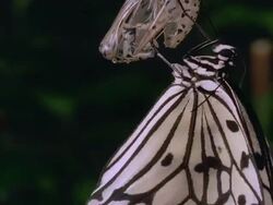 T/L, White morph of monarch butterfly (Danaus plexippus) emerging from chrysalis Stock Footage
