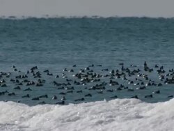 WS View of Migrating ducks resting along frozen shore / Presquile Provincial Park, Brighton, Ontario, Canada Stock Footage