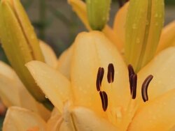 HD DOLLY: Yellow Pistil Stock Footage