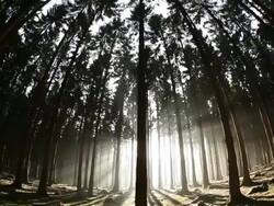  WS TD View of fir forest   /  Kastel-Staadt, Rhineland-Palatinate, Germany Stock Footage