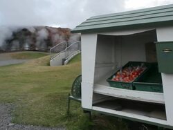 MS Shot of fruit stand with hot springs / Reykjavik, Hofudhborgarsvaedhi, Iceland  Stock Footage