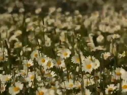 Field of daisies in the wind Stock Footage