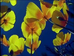 CU backlit yellow Goldpoppies (Eschscholzia californica) against blue sky, Sonoran desert, USA Stock Footage