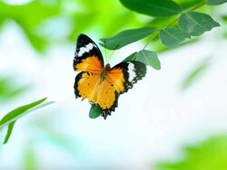 Butterfly on a stick Stock Footage