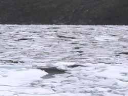 Polar Bear walking across Arctic Ice Floes News Clip