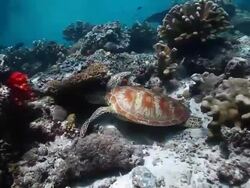 MS  Shot of Green turtle resting in shallow water under coral with beautiful color / Sipadan, Semporna, Tawau, Malaysia Stock Footage